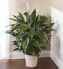 Simply Elegant Spathiphyllum - Large